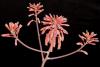 Aloe saponaria f syn. maculata.JPG